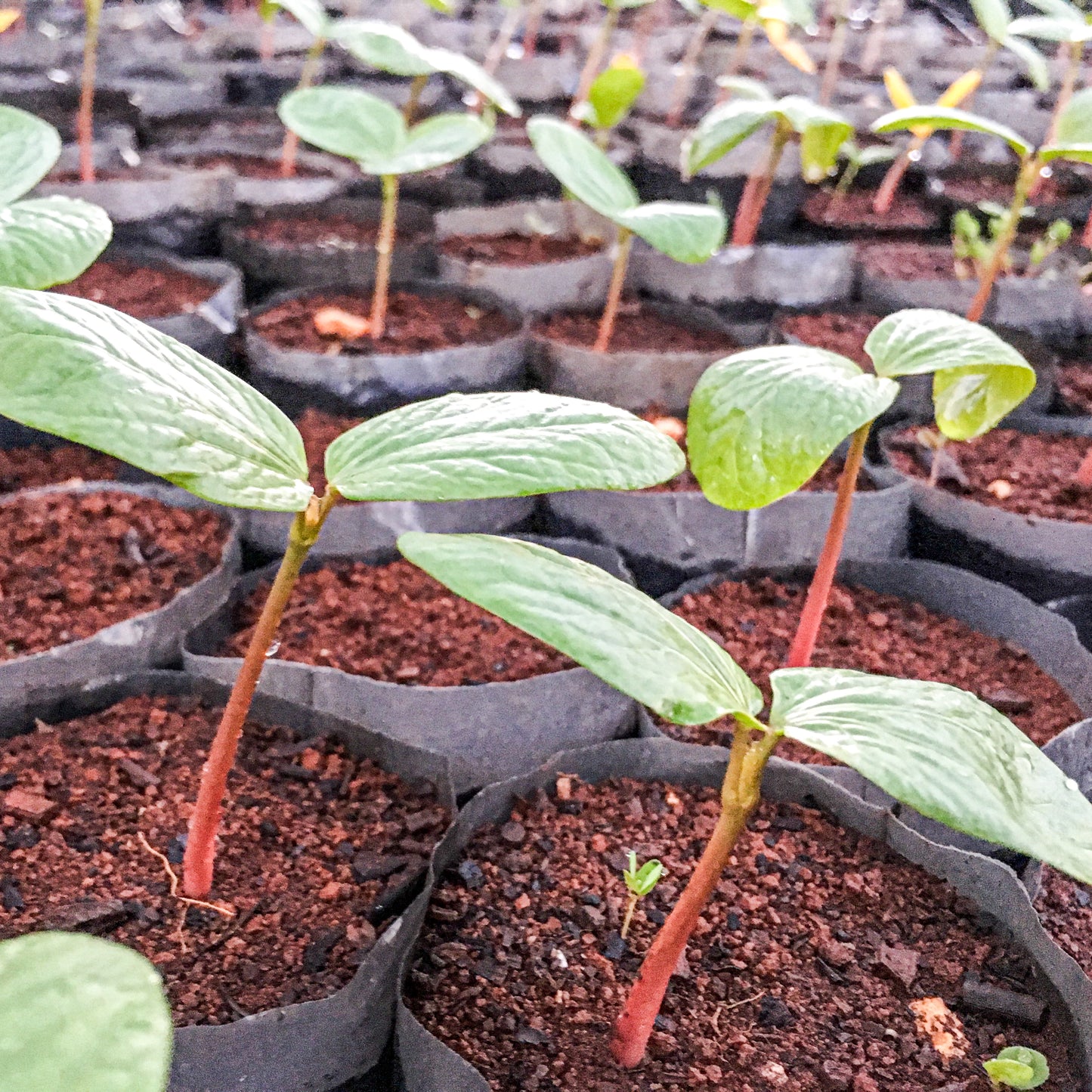 Organic Castor Seeds For Planting (100)