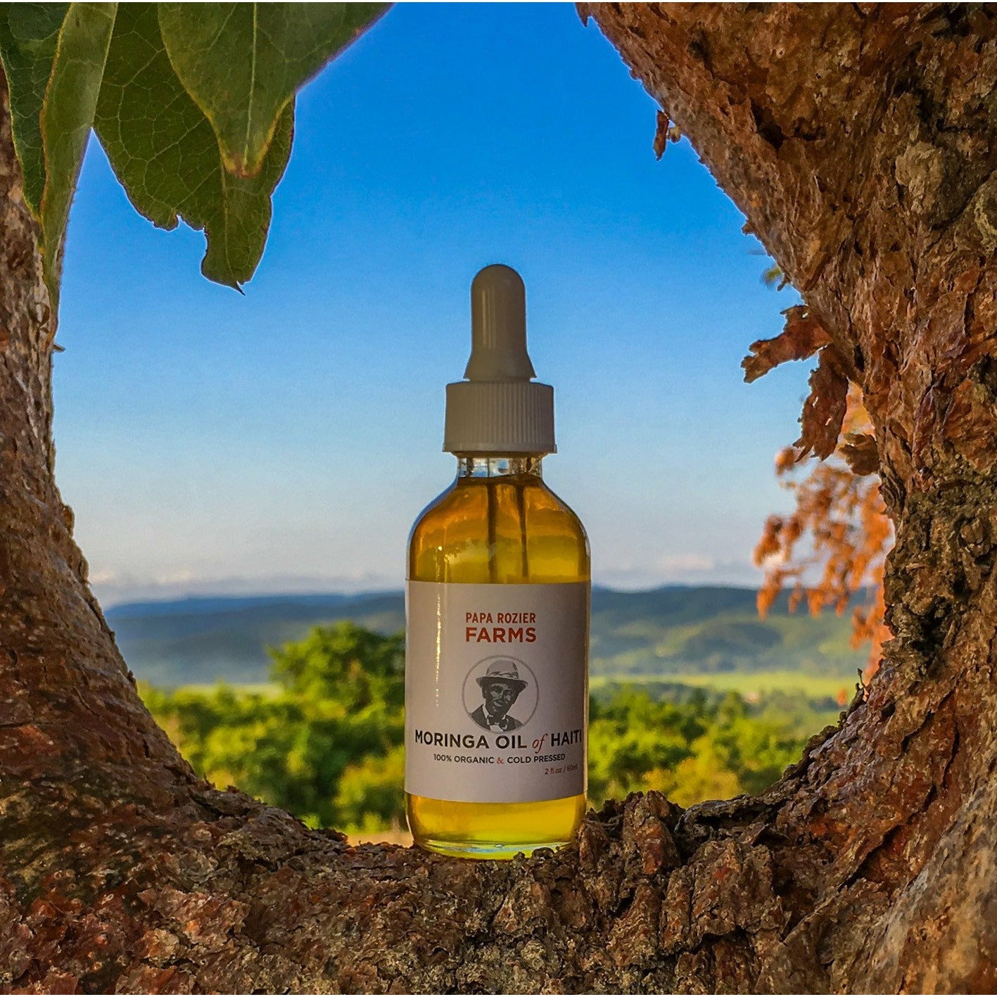 Moringa Oil of Haiti